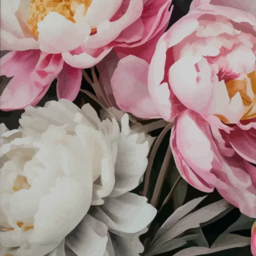 Painting by numbers "Peonies"