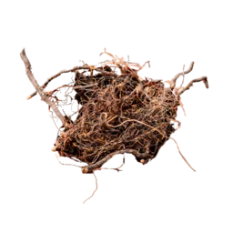 Leuzea (root), 35g
