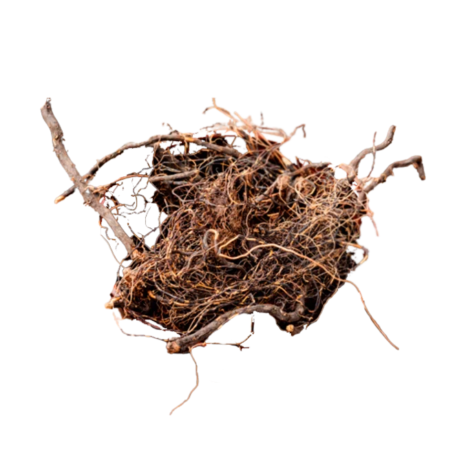 Leuzea (root), 35g